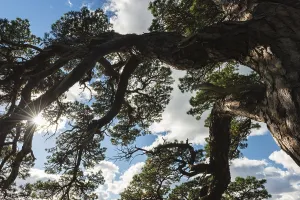 Scots pine, Pinus sylvestris (English: Scots pine)