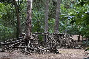 Scots pine (Pinus sylvestris), eroded roots