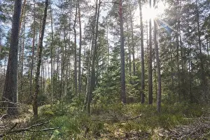 Scots pine (Pinus sylvestris) forest