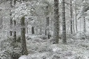 Scots Pine (Pinus sylvestris) forest habitat in snow