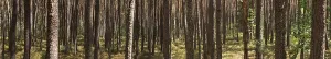 Scots pine (Pinus sylvestris), Franconia