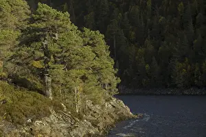 Scots pine (Pinus sylvestris), Glen Affric