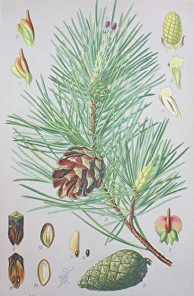 Scots pine (Pinus sylvestris), historical illustration from 1885