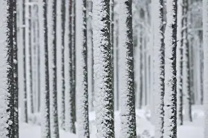 Scots pine (Pinus sylvestris L)
