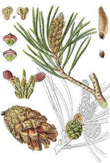 Scots pine (Pinus sylvestris), medicinal plant