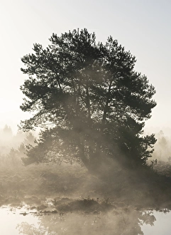 Scots pine (Pinus sylvestris) in the moor