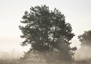Scots pine (Pinus sylvestris) in the moor