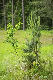 Scots pine (Pinus sylvestris) and Pedunculate oak (Quercus robur) tree growing in a forest