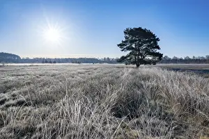Scots pine (Pinus sylvestris), solitaire standing in a meadow