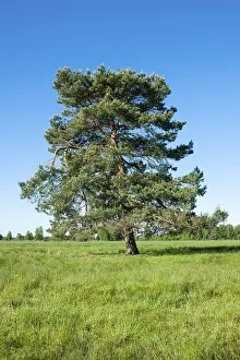 Scots pine (Pinus sylvestris), solitary
