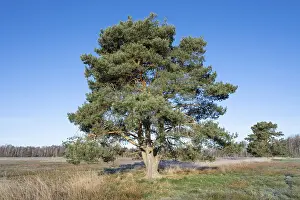 Scots pine (Pinus sylvestris), solitary standing in a meadow