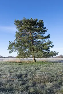 Scots pine (Pinus sylvestris), solitary standing in a meadow