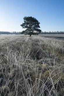 Scots pine (Pinus sylvestris), solitary standing in a meadow
