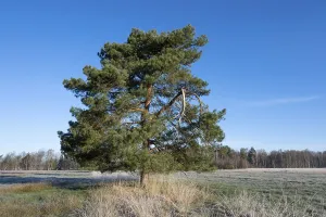 Scots pine (Pinus sylvestris), solitary standing in a meadow