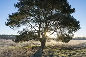 Scots pine (Pinus sylvestris), standing in a meadow