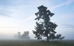 Scots pine (Pinus sylvestris), standing in a meadow