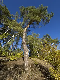 Scots Pine (Pinus sylvestris), tree standing at the edge of a clearing