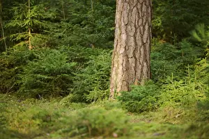 Scots pine (Pinus sylvestris) tree truk in the middle of young Norway spruce (Picea abies) trees in a forest