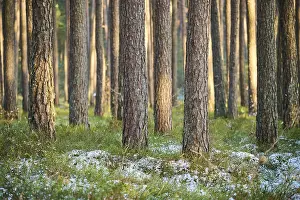 Scots pine (Pinus sylvestris) tree trunks