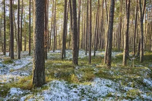 Scots pine (Pinus sylvestris) tree trunks