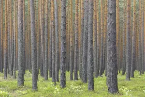 Scots Pine (Pinus sylvestris) tree trunks in coniferous forest