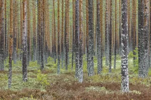 Scots Pine (Pinus sylvestris) tree trunks covered in moss and lichen in coniferous forest