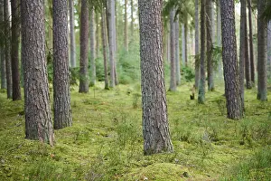 Scots pine (Pinus sylvestris) tree trunks in a forest