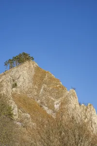 Framed Print : Scots pine (Pinus sylvestris) trees growing on a huge rock in winter