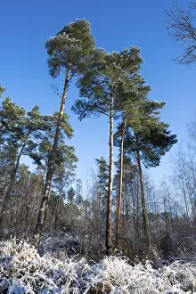 Scots pine (Pinus sylvestris) in winter