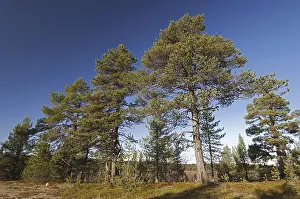 Scots pine, Scots pine habitat