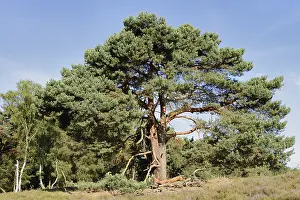 Scots pine or Scots pine (Pinus sylvestris) in heathland
