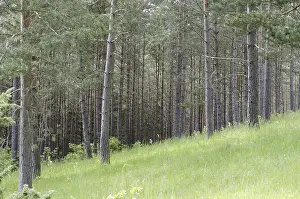 Scots pine, trunks (Pinus sylvestris)
