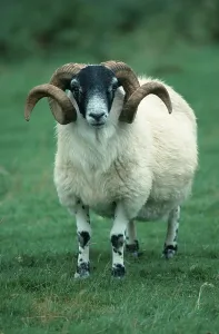 Scottish Blackface ram, Scotland