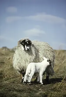 Scottish Blackface sheep, ewe with lamb