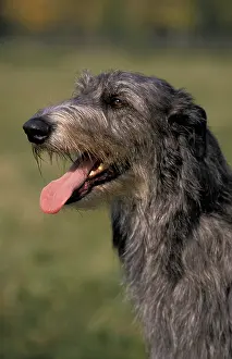 SCOTTISH DEERHOUND, PORTRAIT OF AN ADULT