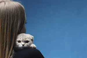 Scottish fold cat sitting on the shoulder of the woman