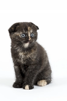 Scottish Fold (Felis silvestris catus)
