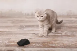Scottish fold pussy cat on beige background