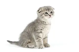 Scottish Fold, Scottish Fold (Felis silvestris catus)