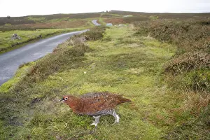 Scottish Grouse, red grouses (Lagopus lagopus scoticus)