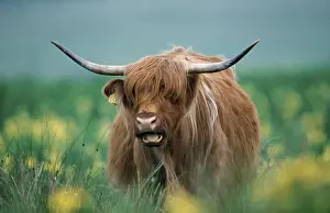 Scottish Highland Cattle