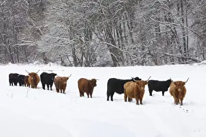 Scottish Highland Cattle and Black Angus Cattle