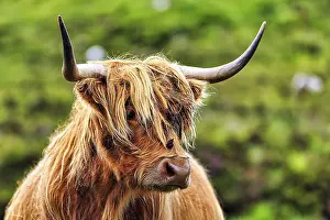 Scottish Highland Cattle (Bos primigenius f)