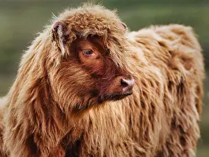 Scottish Highland Cattle (Bos primigenius f)