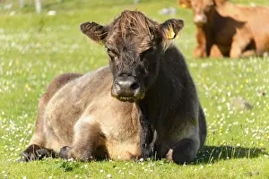 Scottish Highland cattle (Bos taurus)