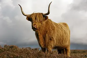 Scottish Highland Cattle, Scotland