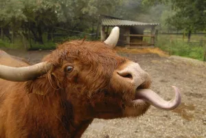 Scottish Highland Cow