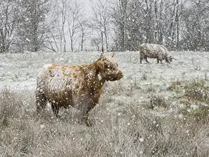 Scottish Highland Cow (Bos taurus)
