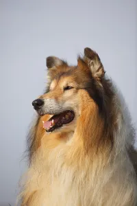 Scottish shepherd dog, male, sable-white