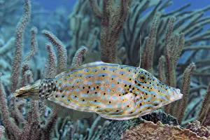 Scrawled Filefish (Aluteres scriptus) searching for hideaway between soft corals
